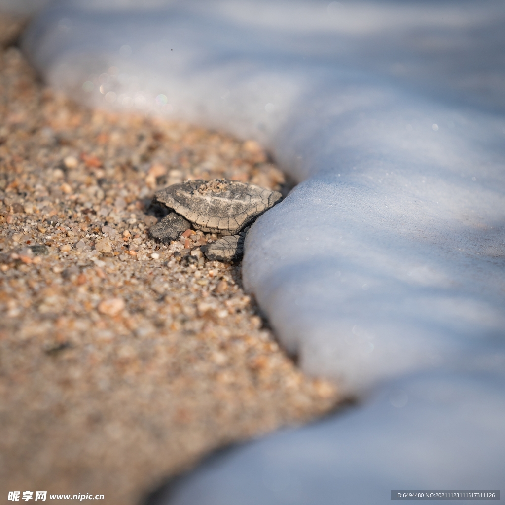 乌龟沙滩冰雪海边