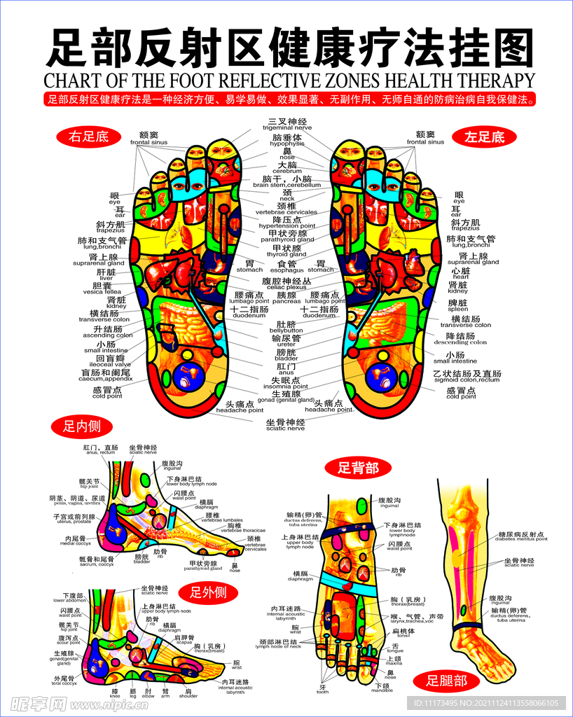 足部健康疗法挂图