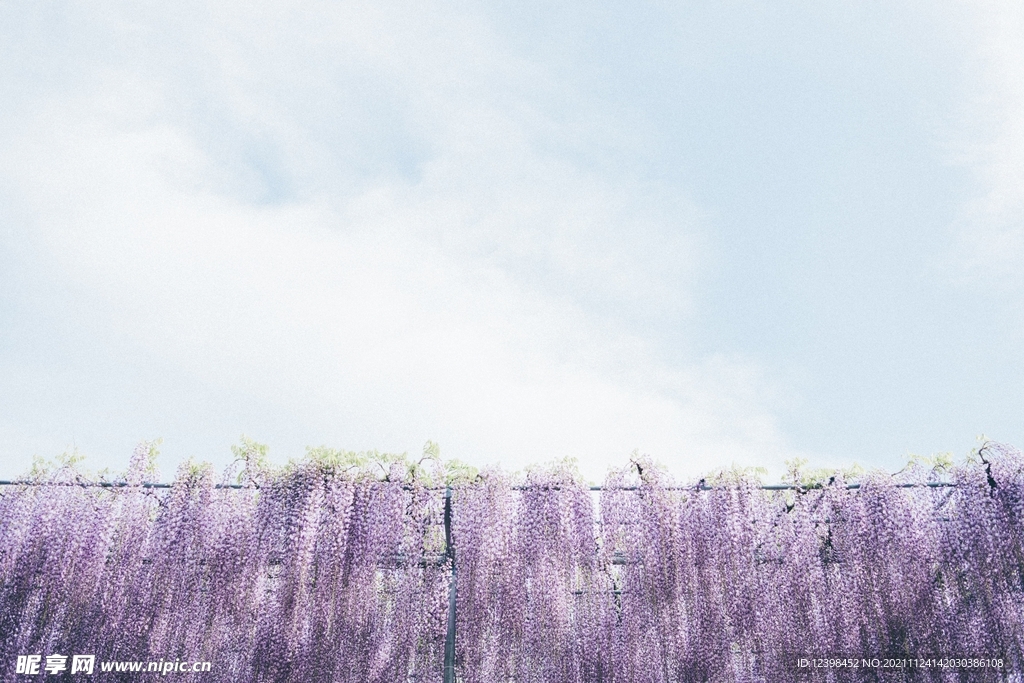 紫藤花