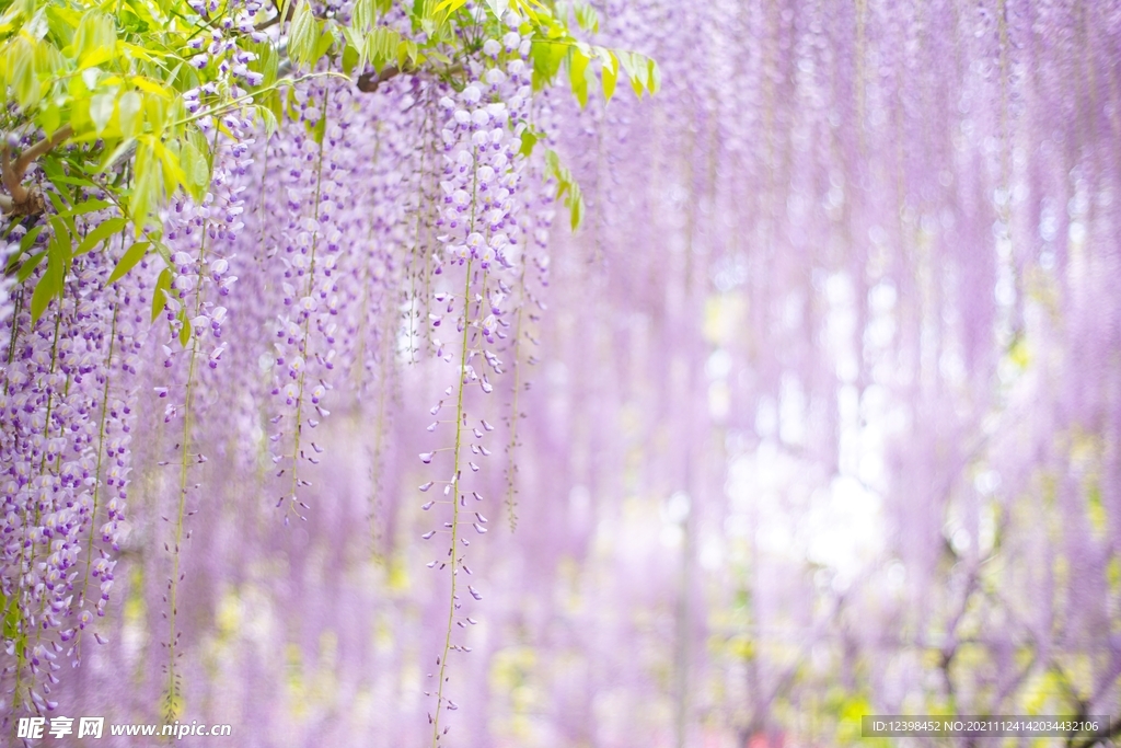 紫藤花