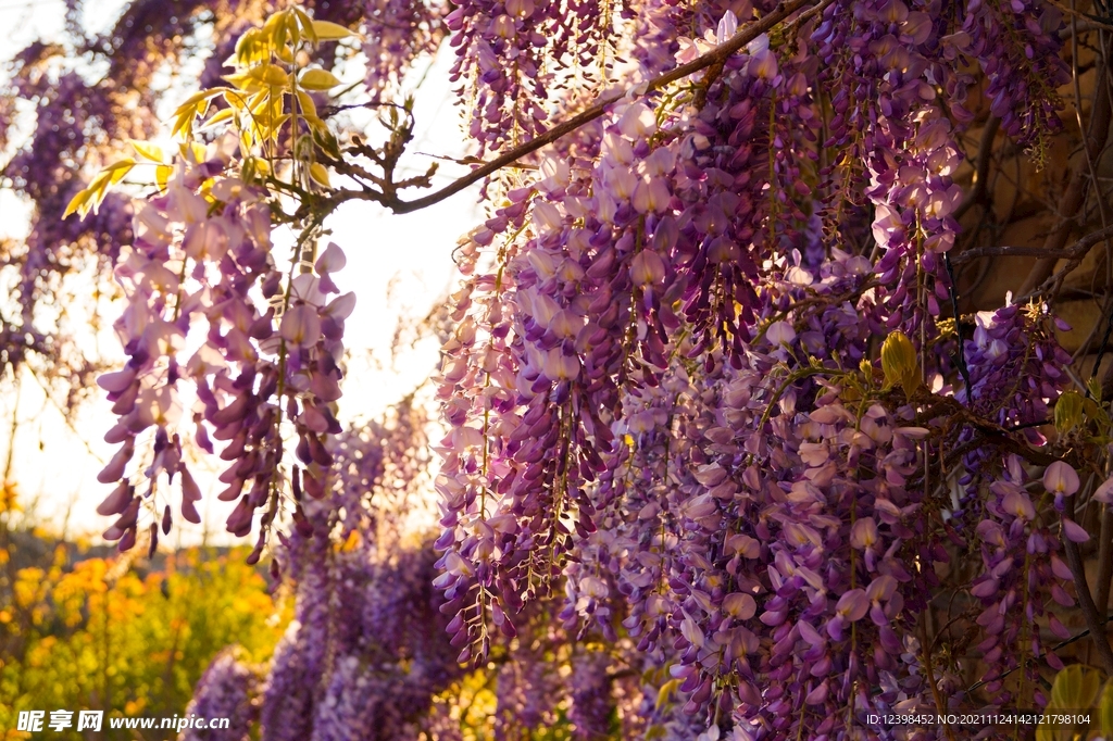 紫藤花