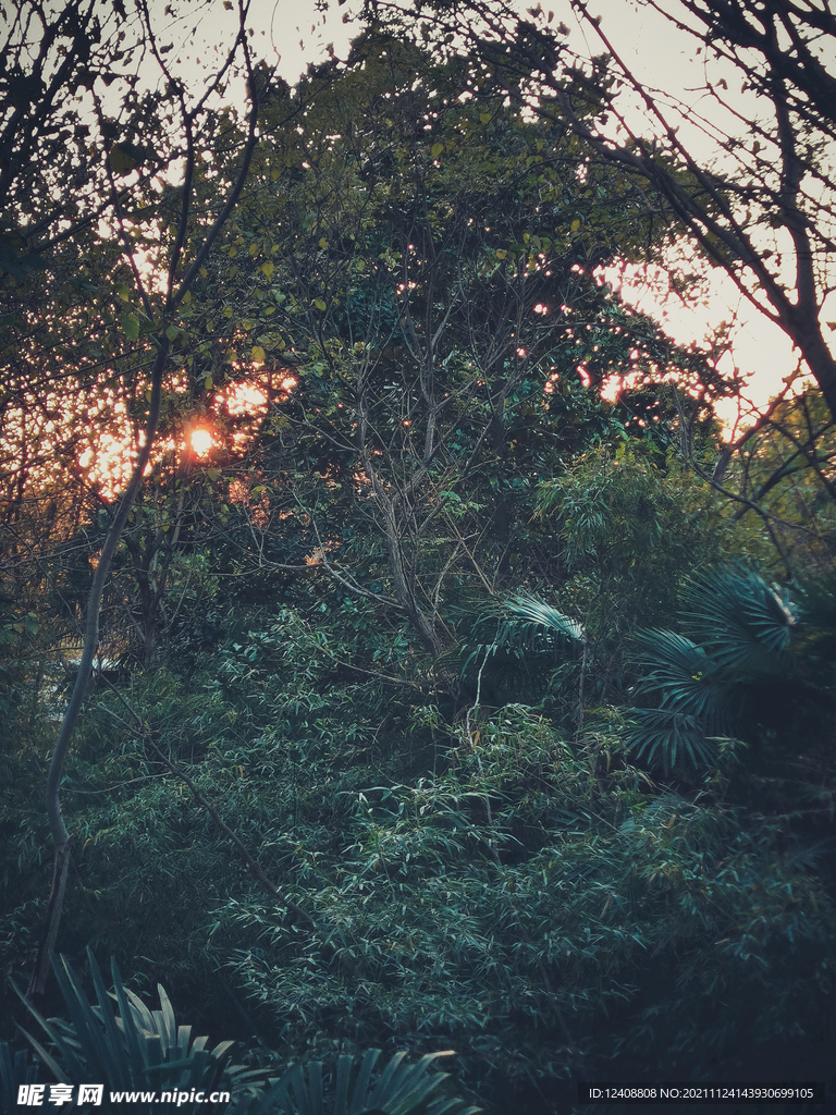 树丛