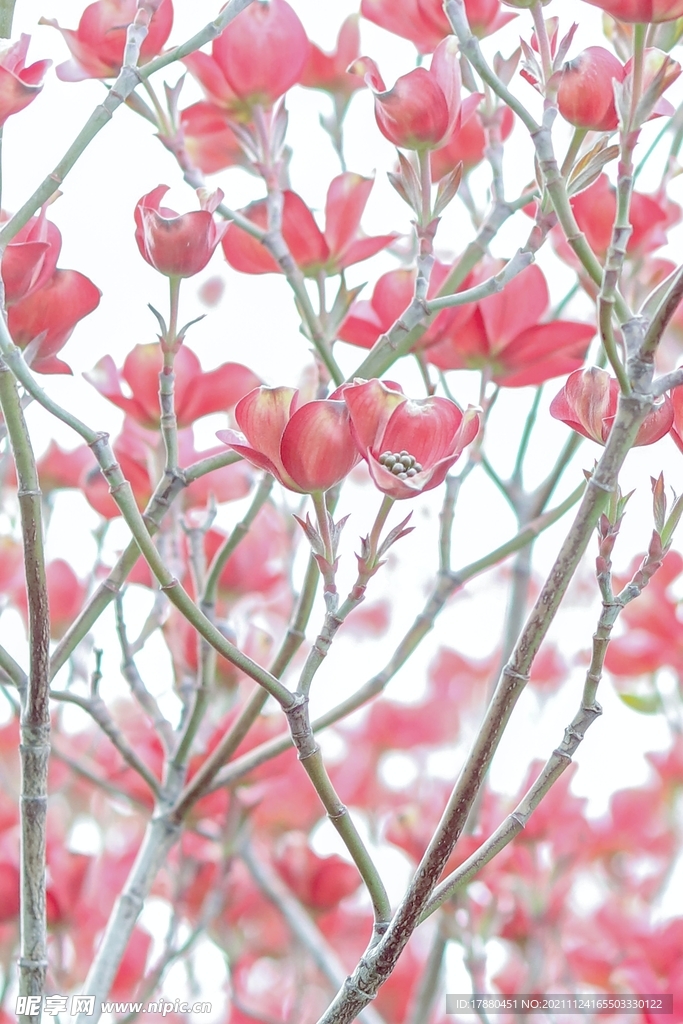 杜鹃花