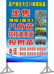 树苗出售