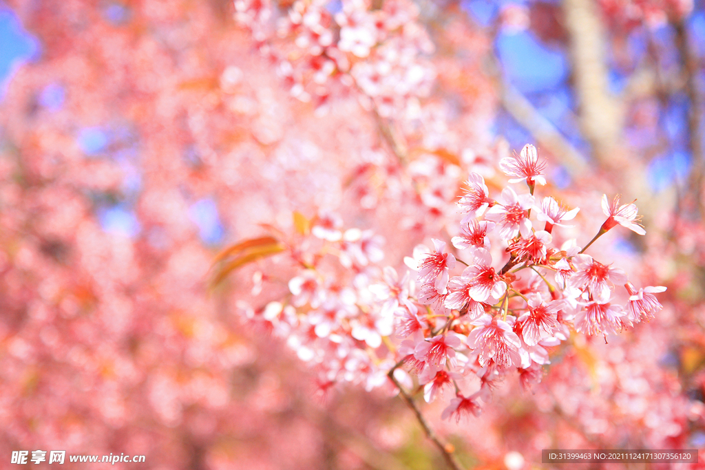 樱花