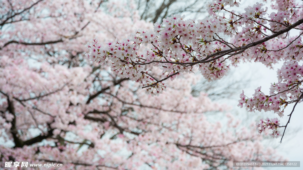 樱花