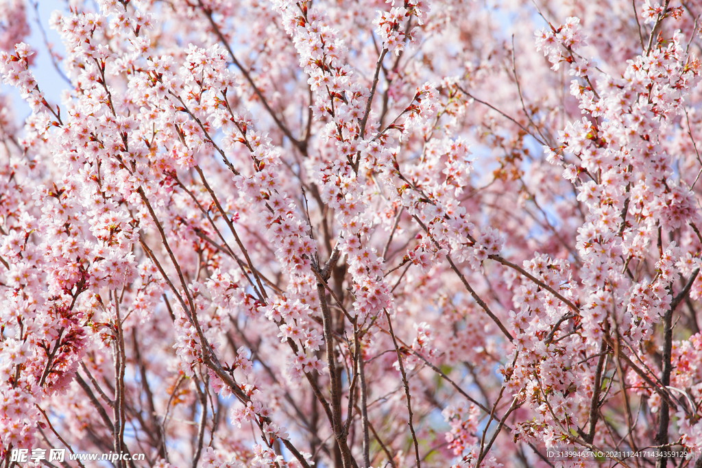 樱花