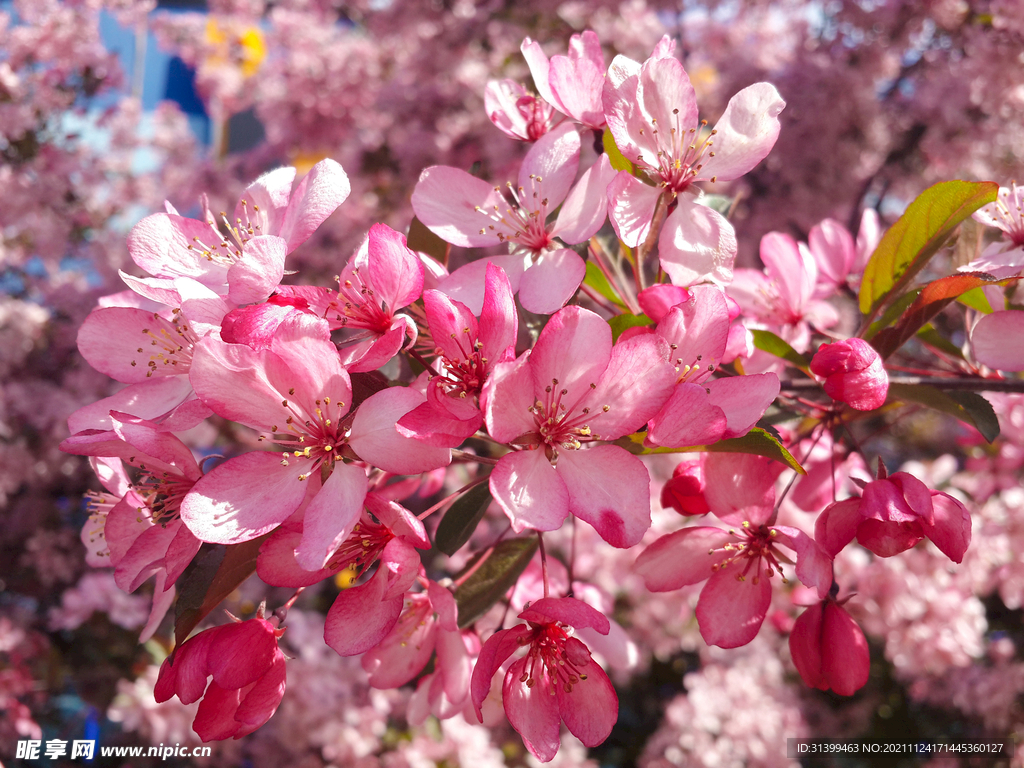 樱花