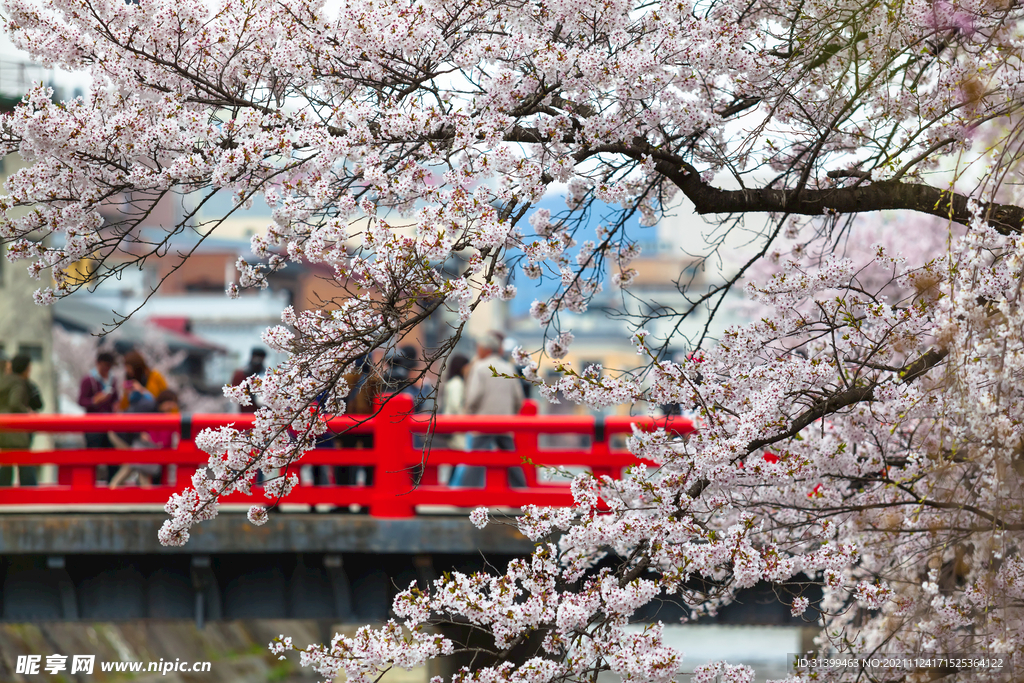 樱花