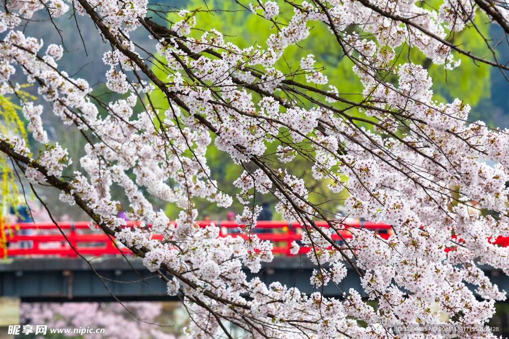 樱花