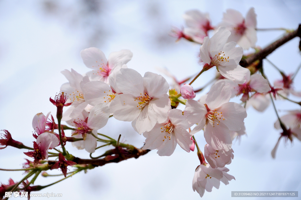 樱花