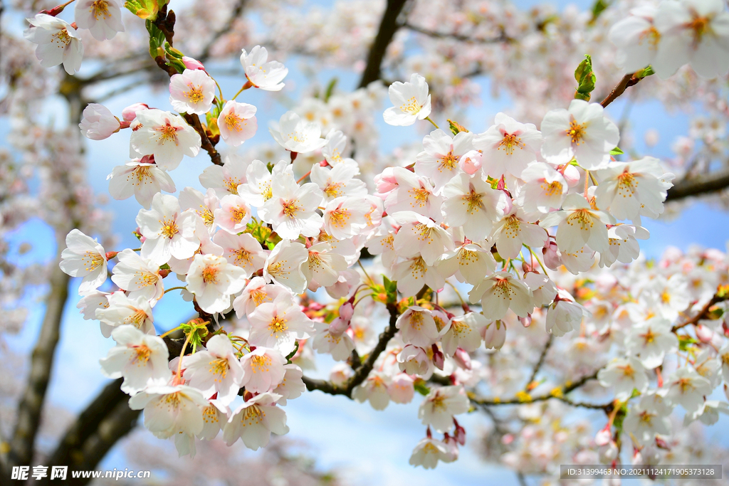 樱花