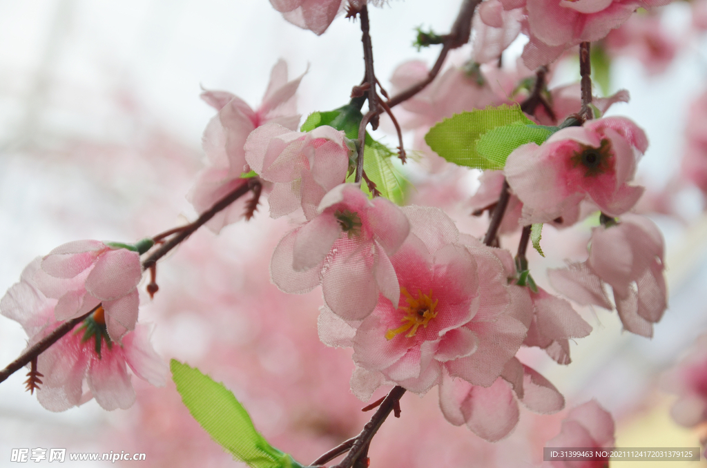 樱花