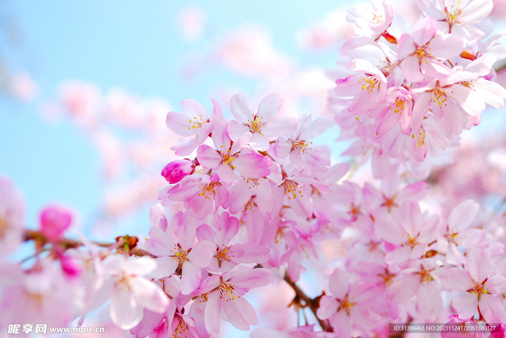 樱花