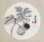 无花果手绘素描
