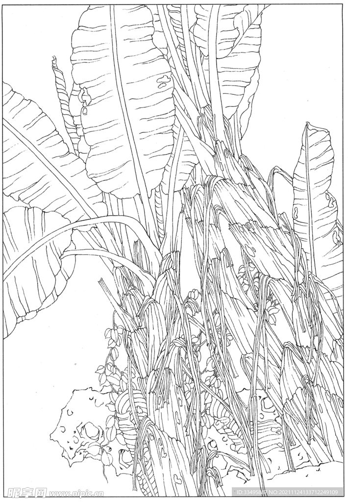 白描芭蕉图