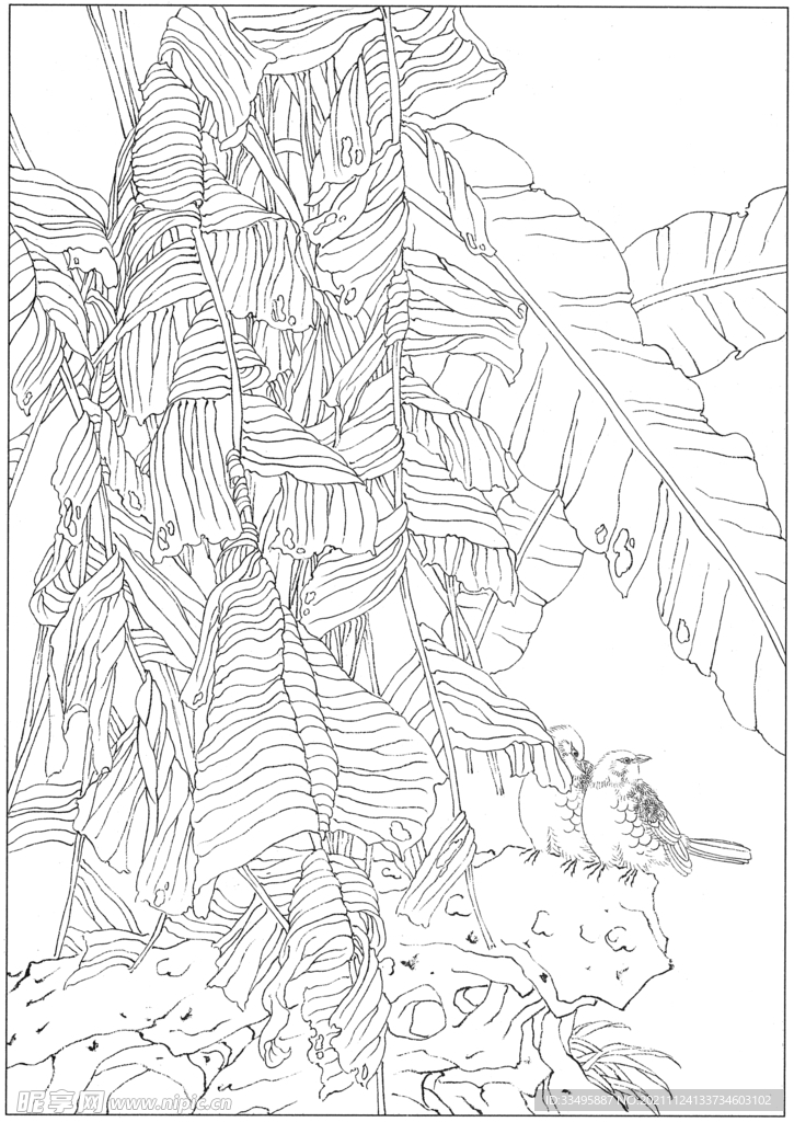 白描素描植物