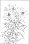 植物手绘线稿图