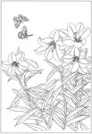 植物手绘线稿图