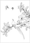 茶花素描图