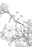 茶花植物线稿图