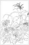 植物线稿