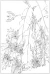 白描线稿图