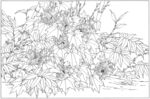 花卉线稿图