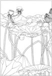 荷花线描图