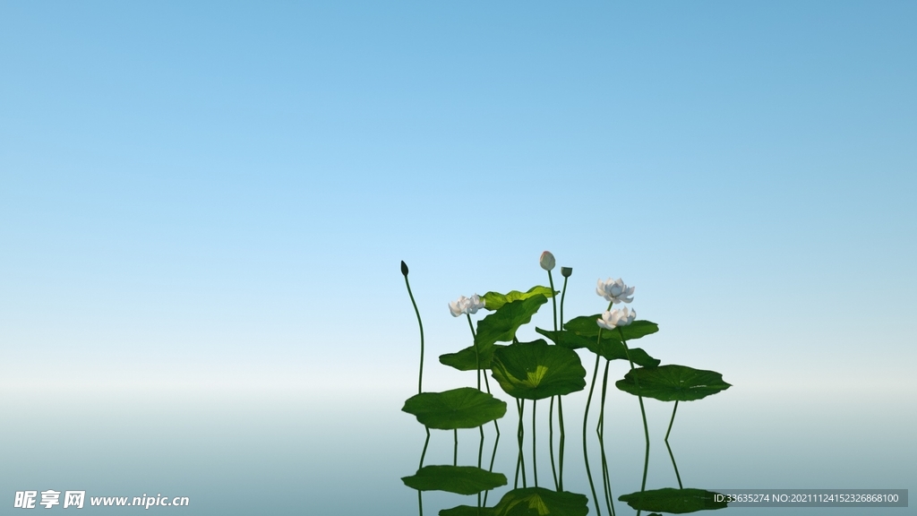 禅荷花