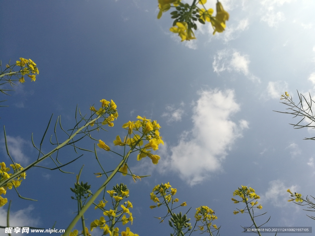 油菜花