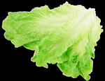 生菜
