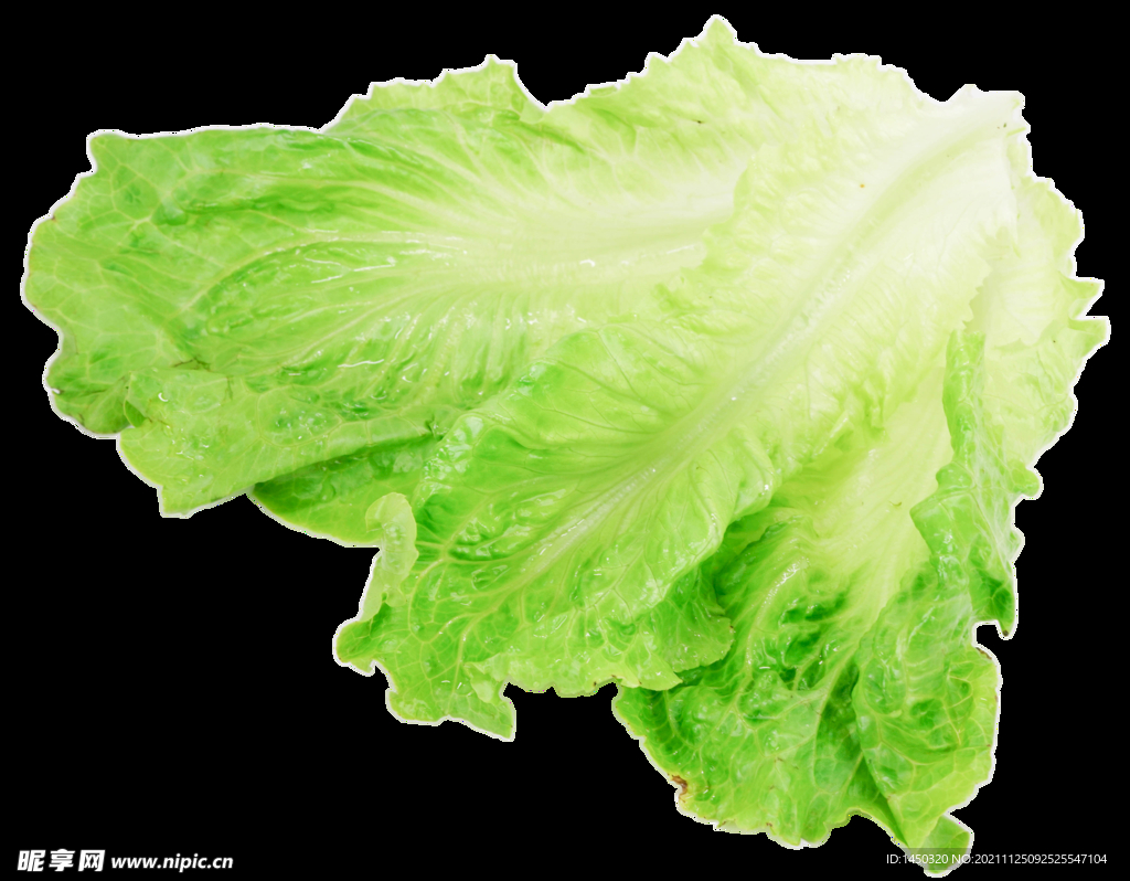 生菜