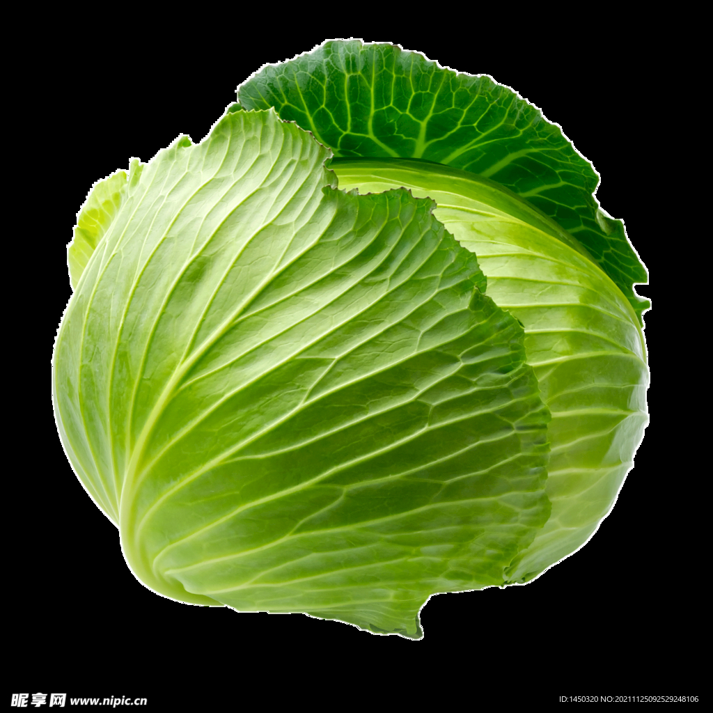 卷心菜