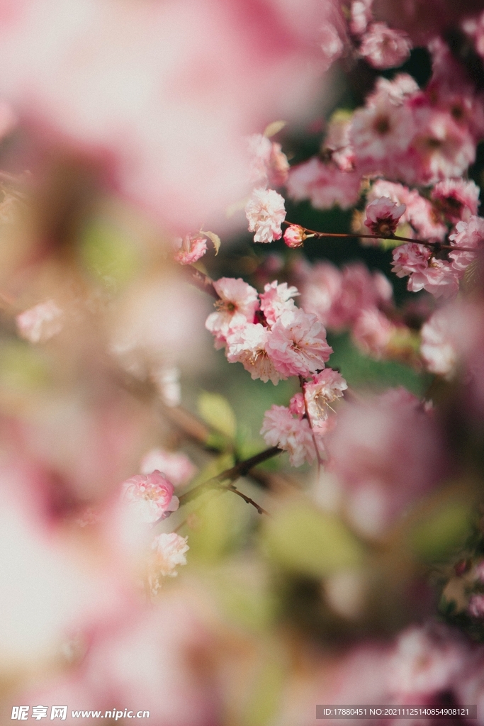 桃花