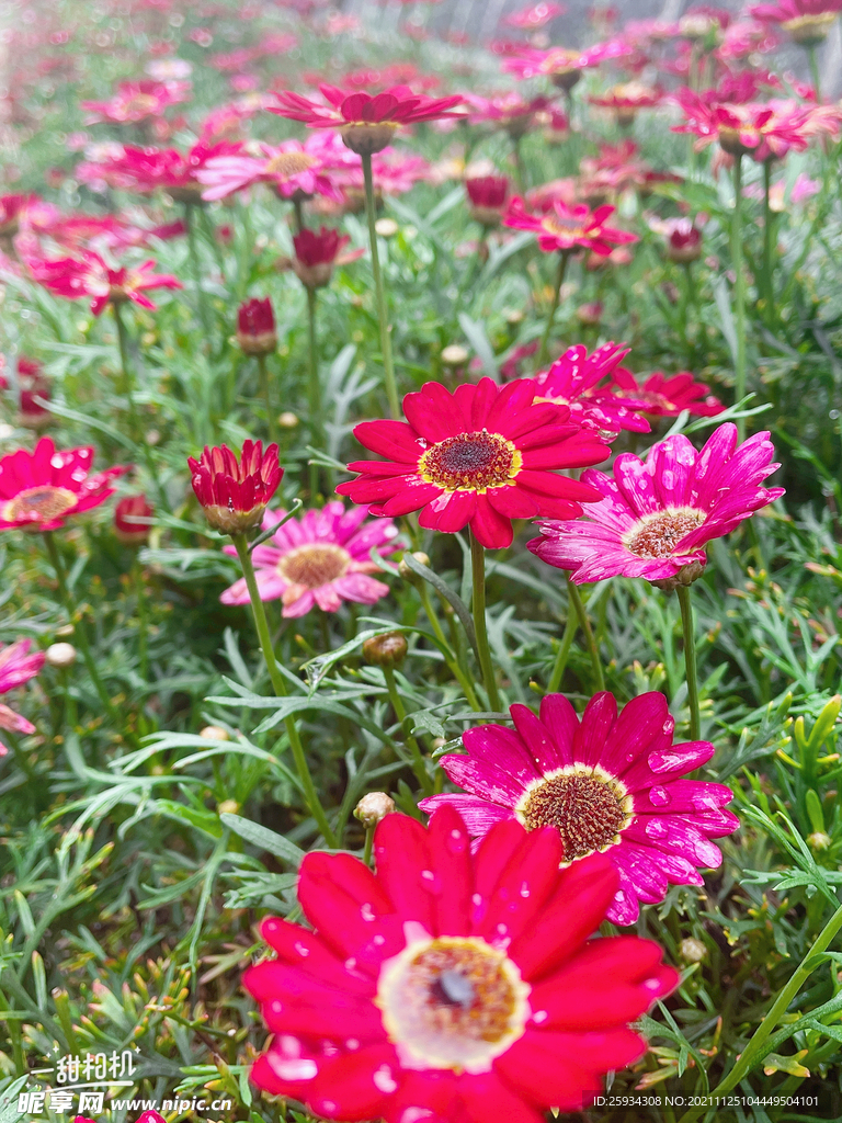 花