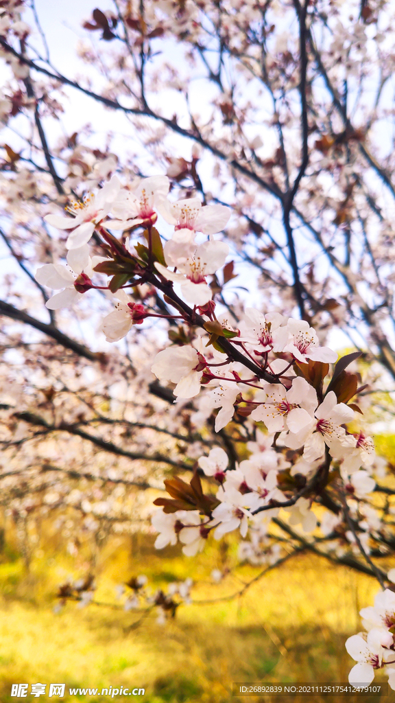 樱花