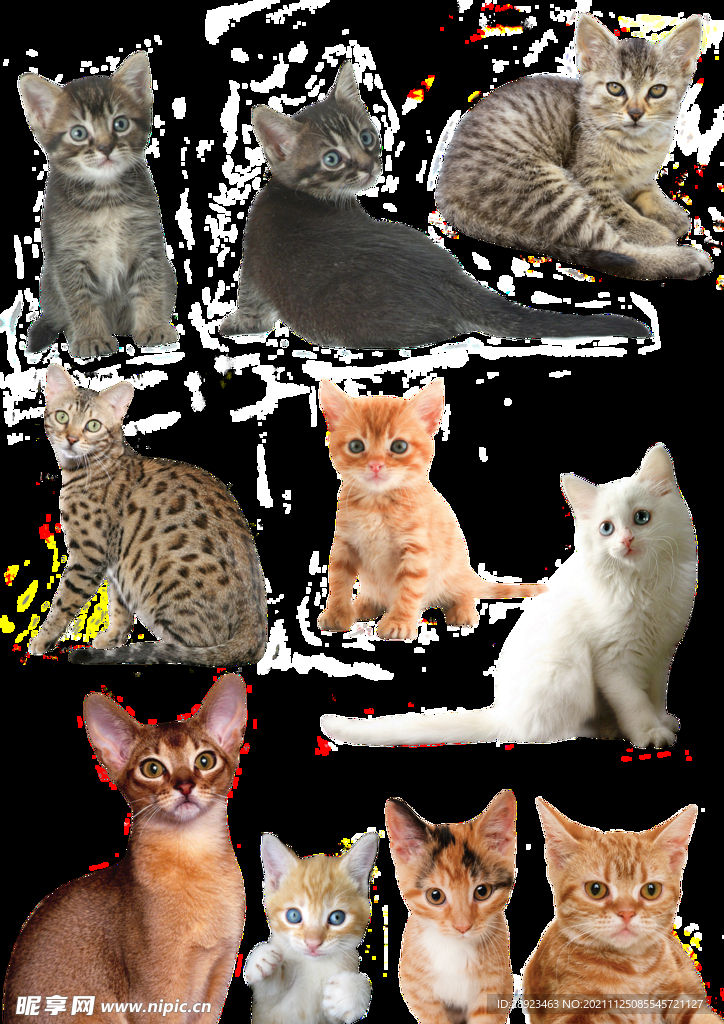 猫
