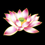 手绘荷花插画海报图片 