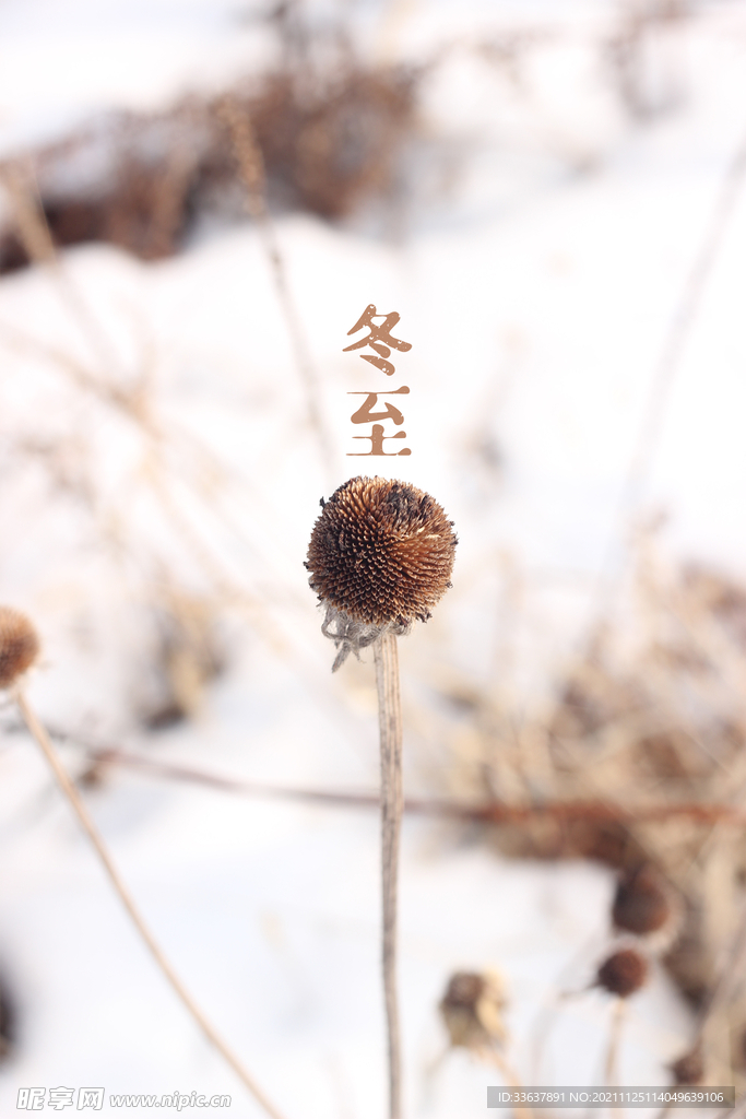 冬至