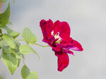 红花