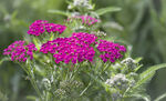 鲜花