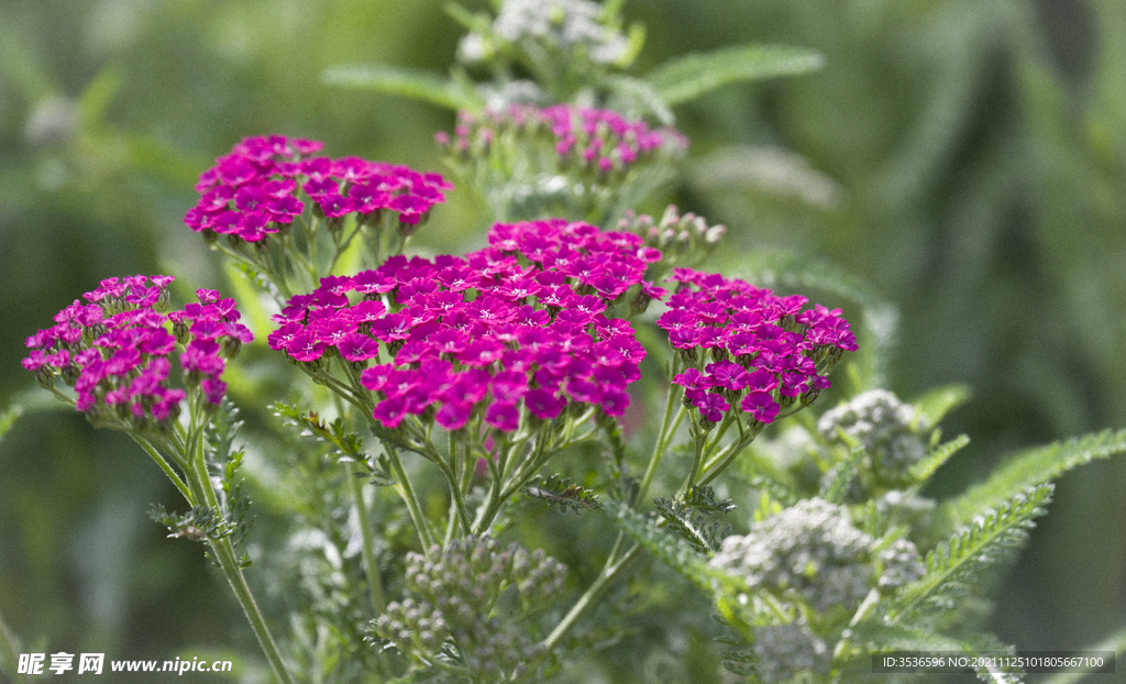 鲜花
