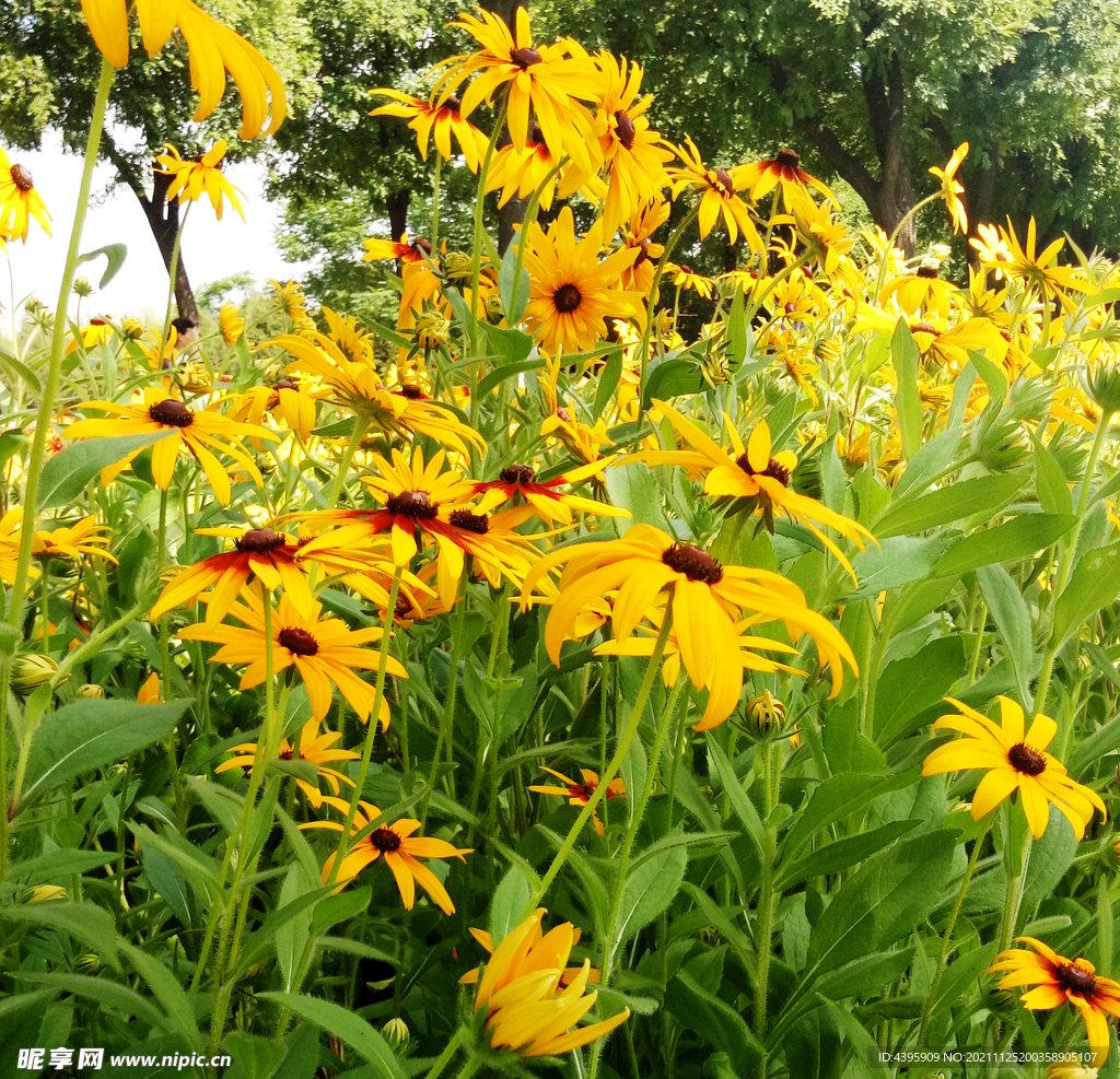 小黄花