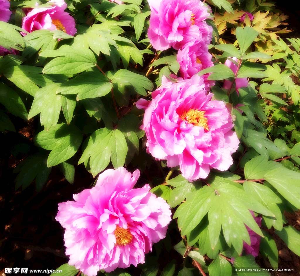 牡丹花