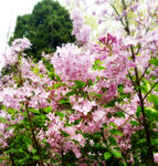 紫色丁香花