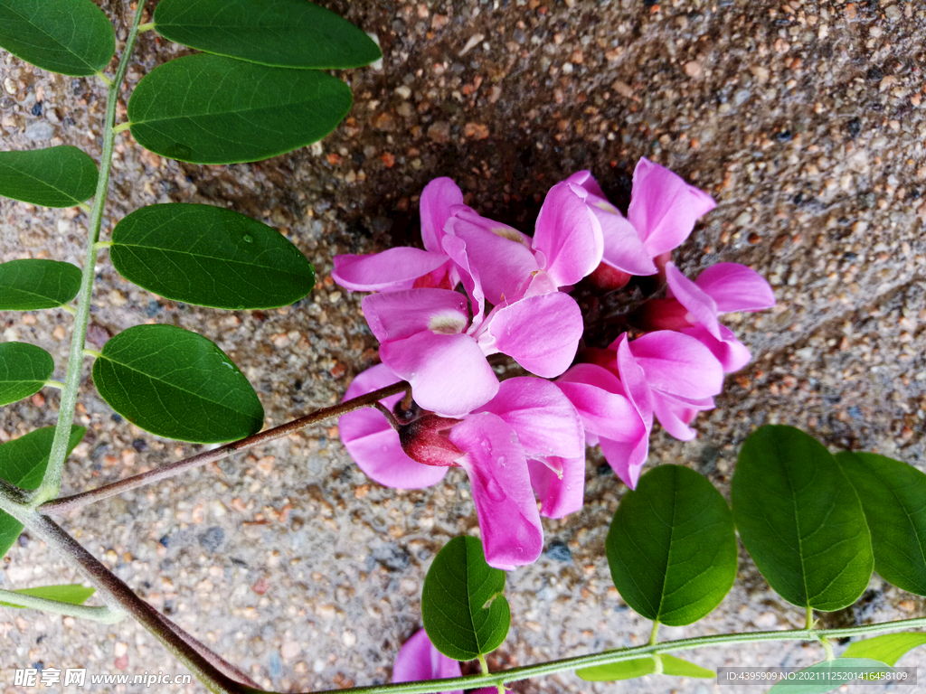 紫色洋槐花