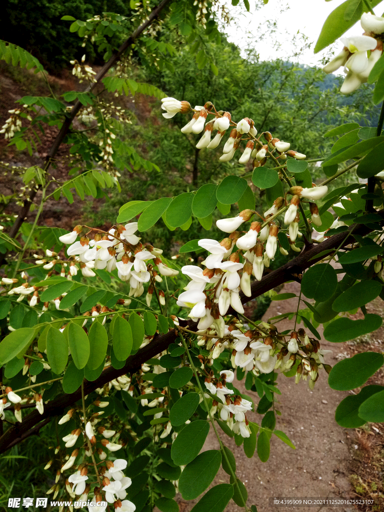 洋槐花