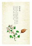 何首乌