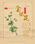 金银花海报